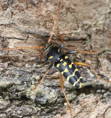 Plagionotus arcuatus